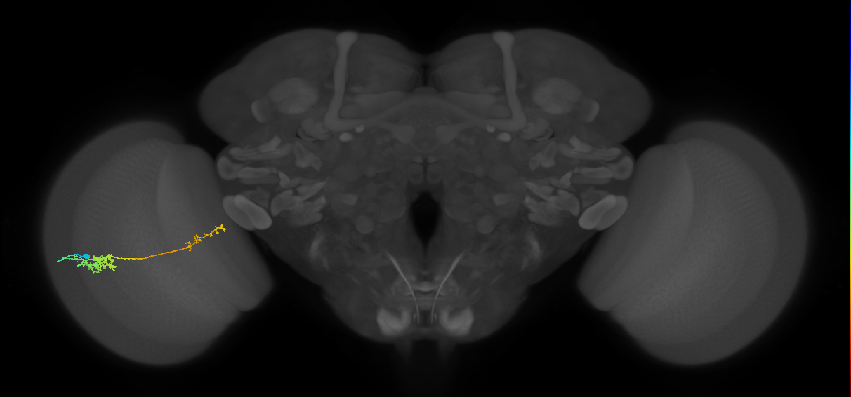 Tm37_L (MaleCNS:38534)