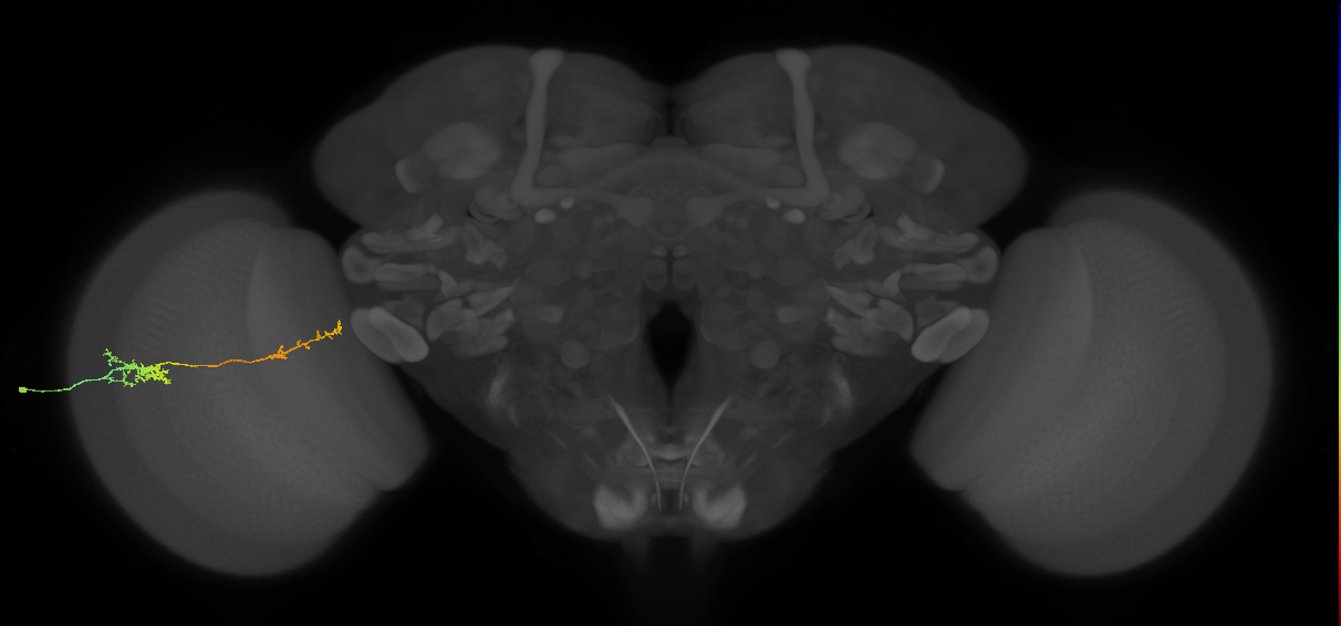 Tm37_L (MaleCNS:517983)