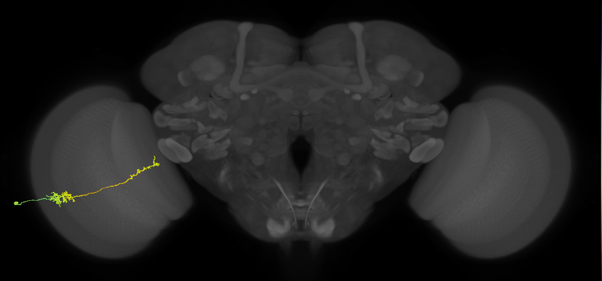 Tm37_L (MaleCNS:56331)