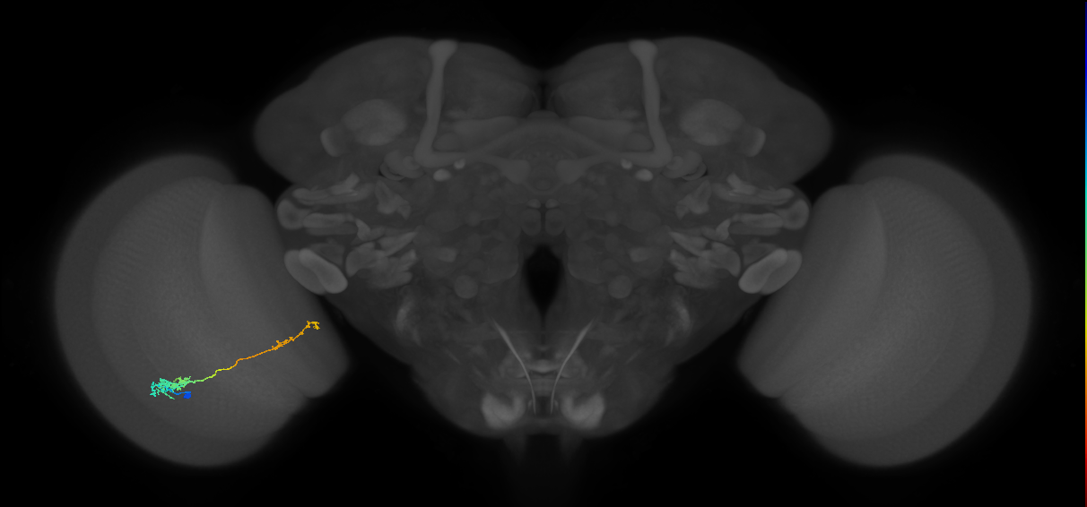 Tm37_L (MaleCNS:65902)