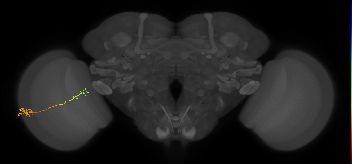 Tm37_L (MaleCNS:519227)