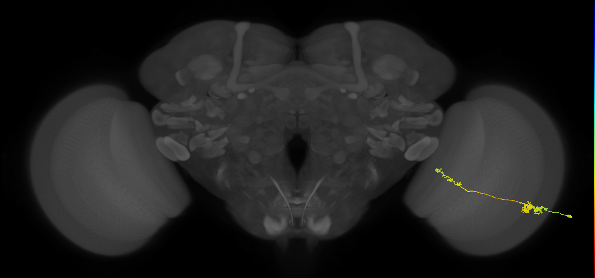 Tm37_R (MaleCNS:59647)