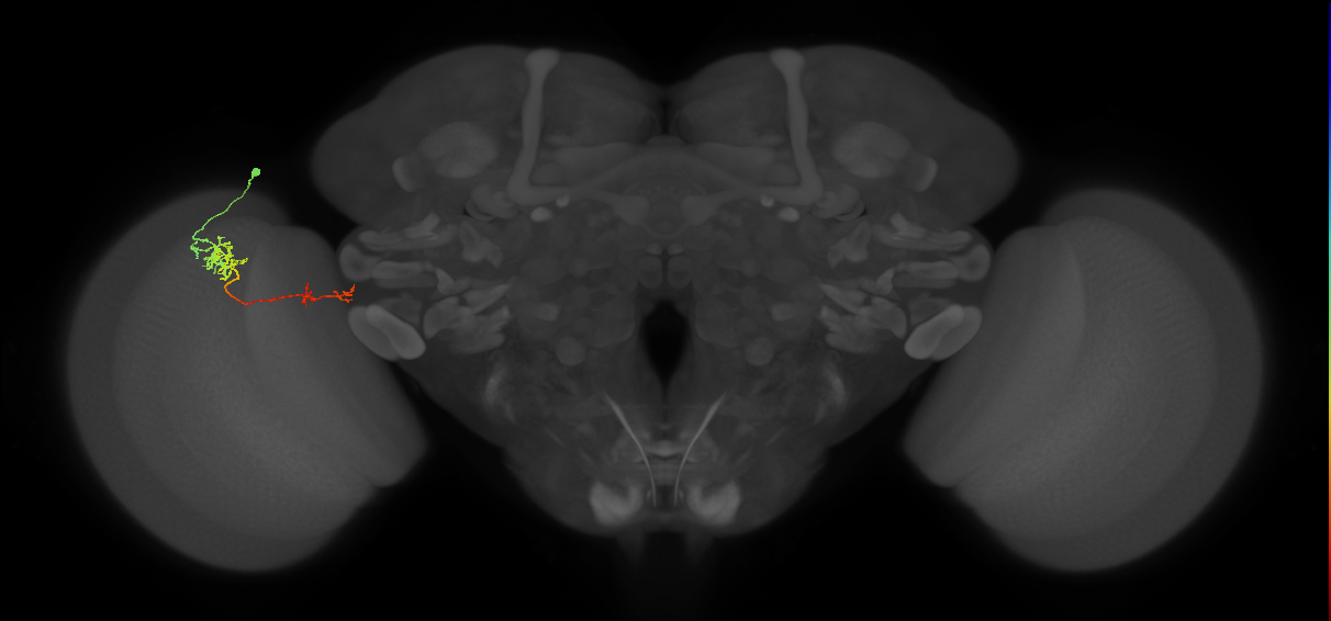 Tm37_L (MaleCNS:31442)