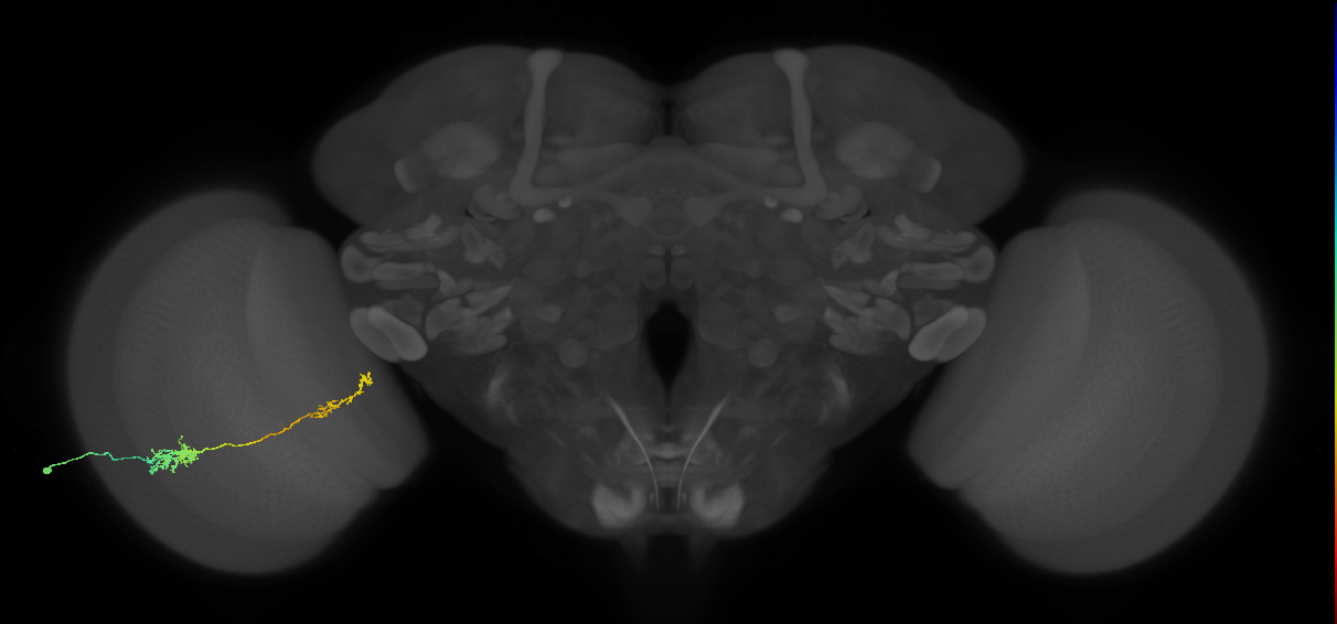 Tm37_L (MaleCNS:23983)