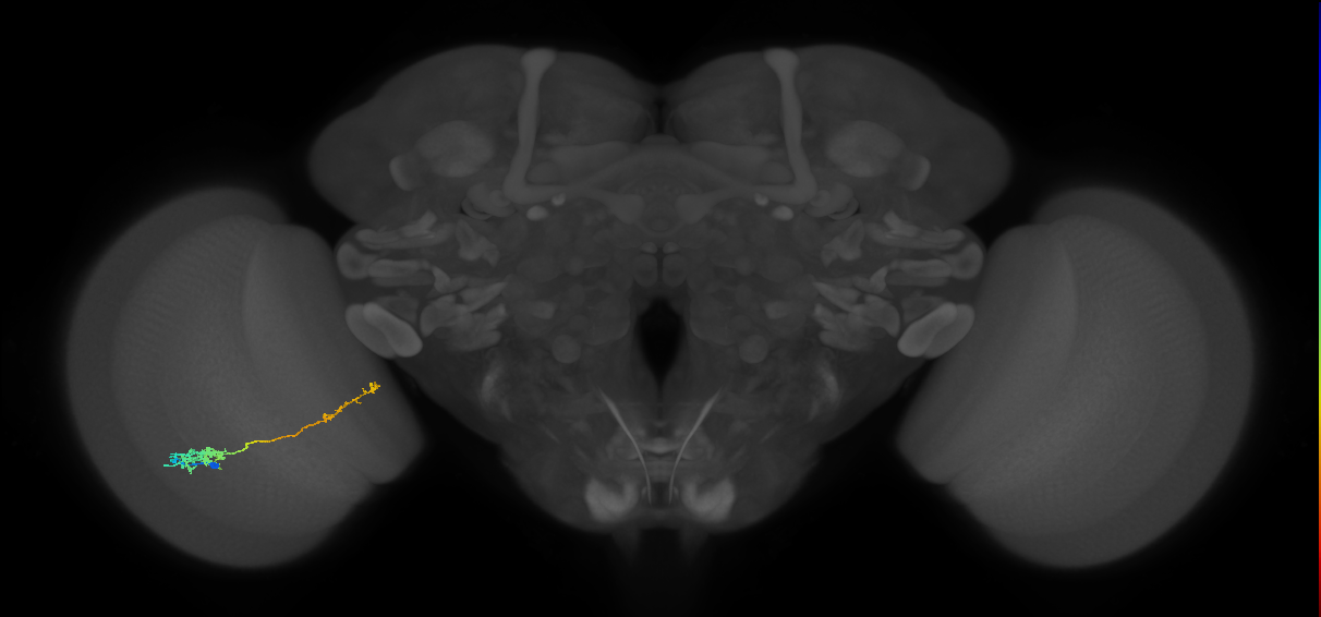 Tm37_L (MaleCNS:526133)
