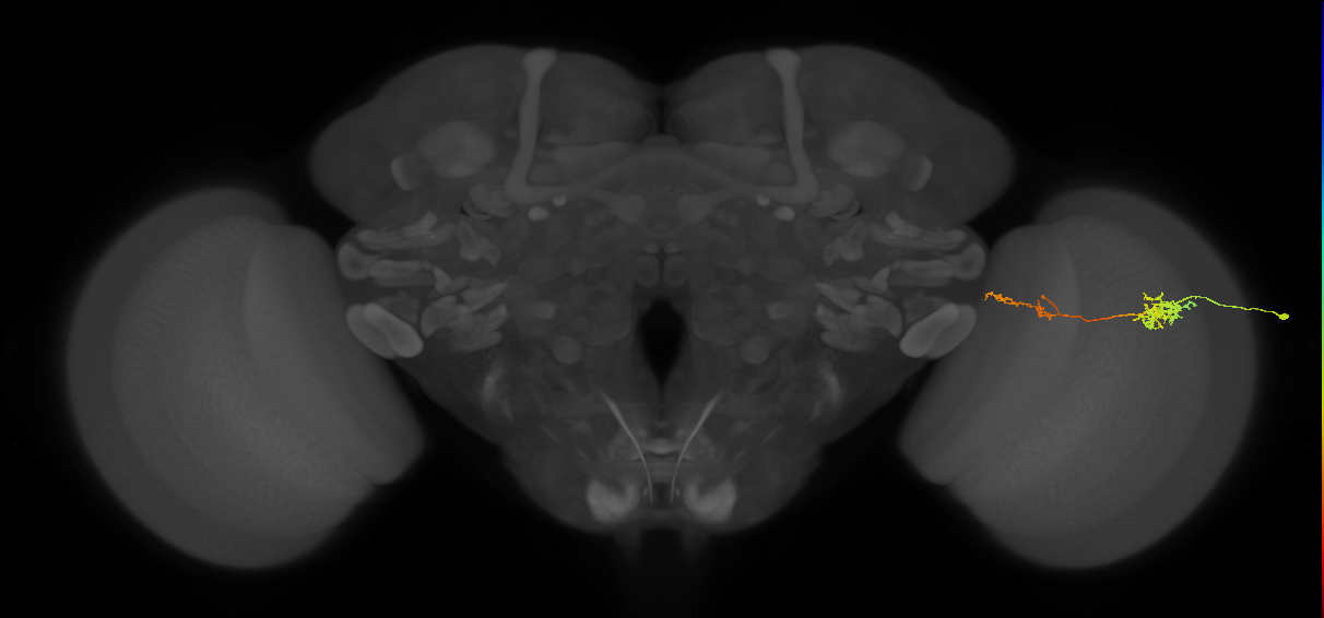Tm37_R (MaleCNS:95962)