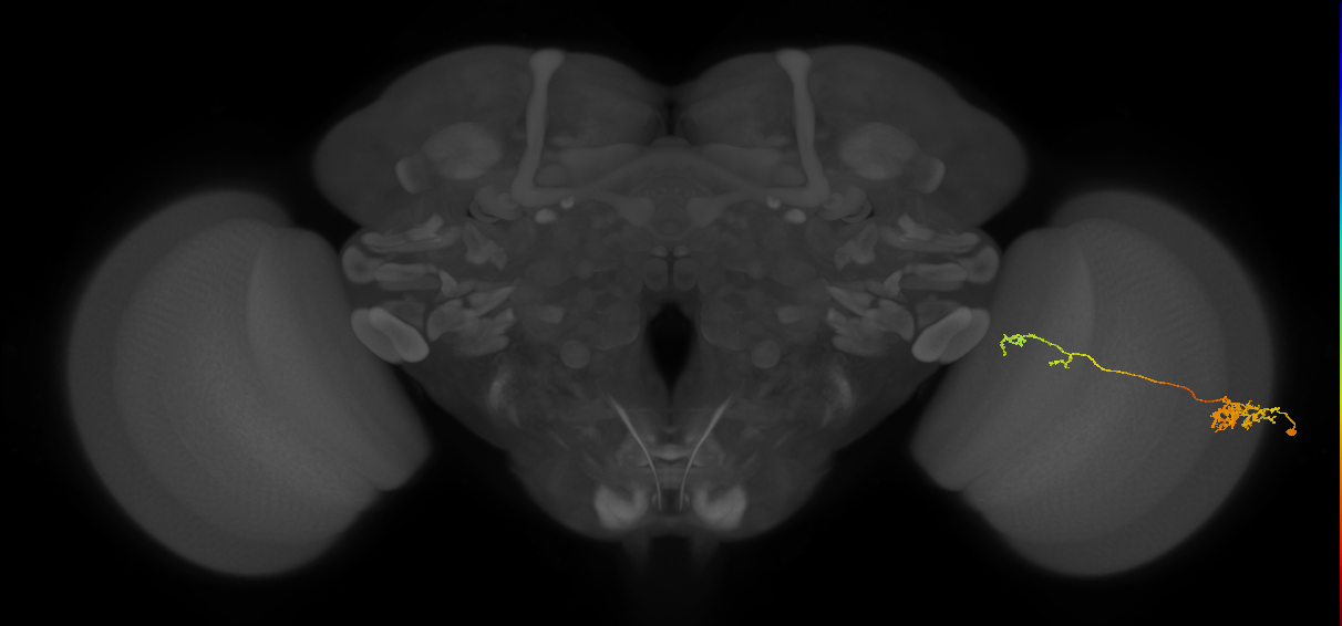Tm37_R (MaleCNS:59666)
