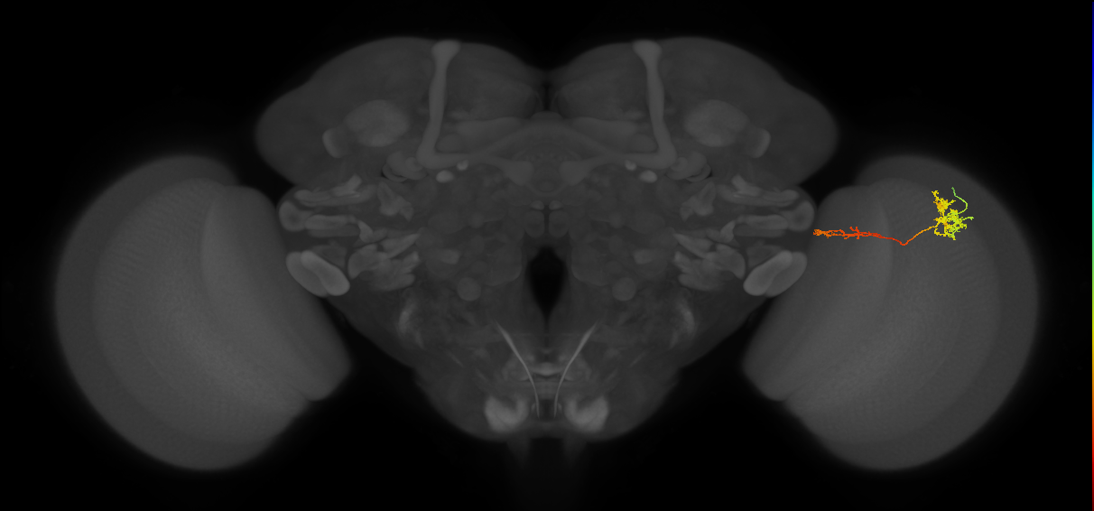 Tm37_R (MaleCNS:90222)