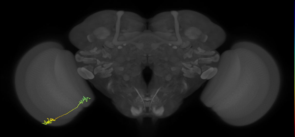 Tm37_L (MaleCNS:85398)
