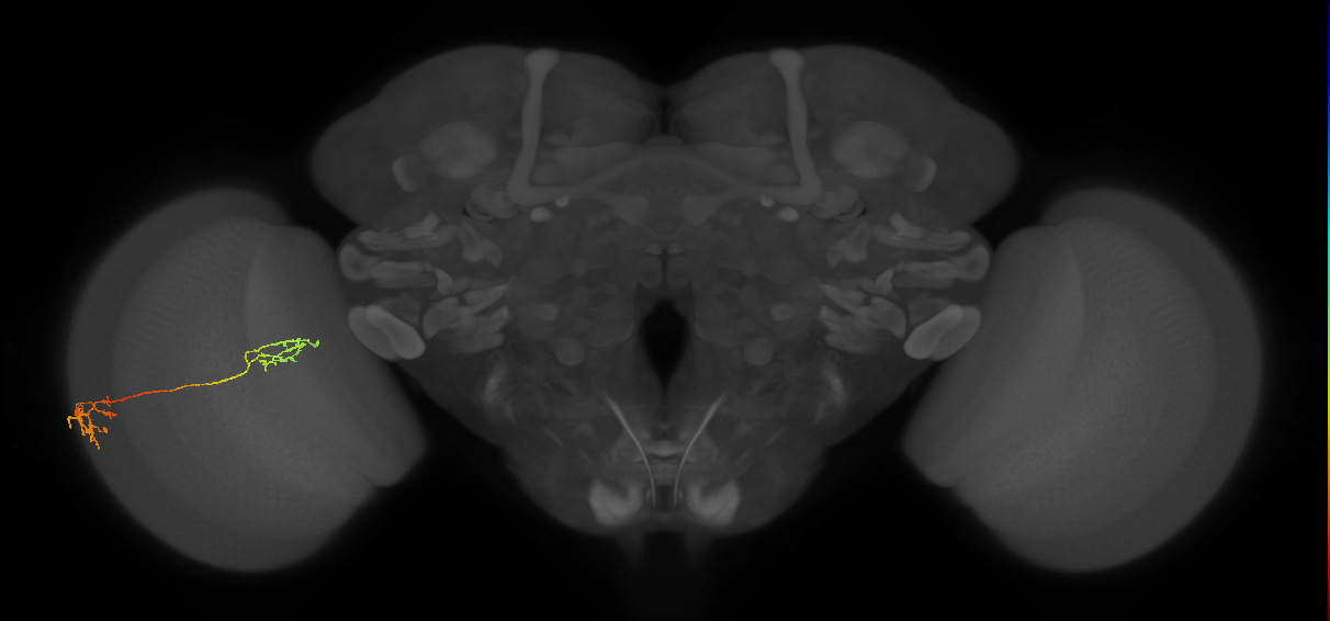 Tm37_L (MaleCNS:519220)