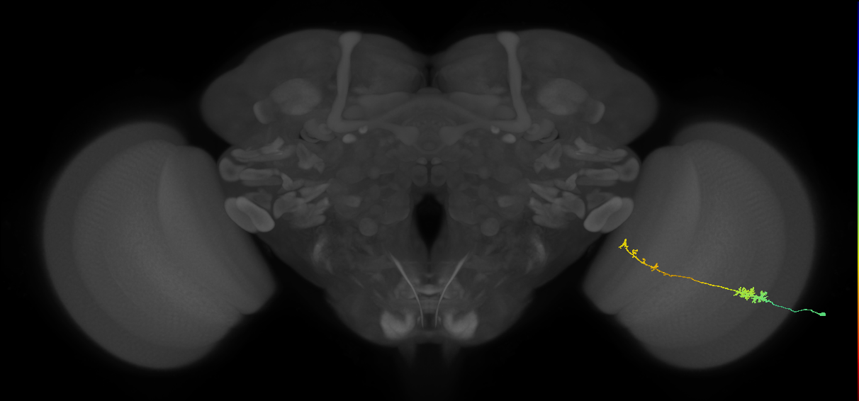 Tm37_R (MaleCNS:62382)