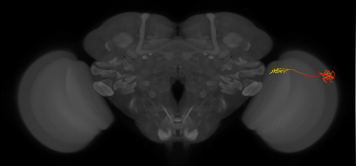 Tm37_R (MaleCNS:72298)