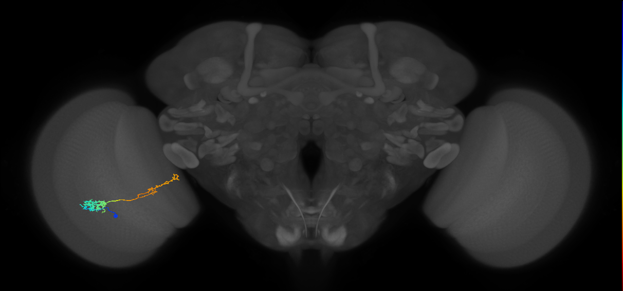 Tm37_L (MaleCNS:527247)