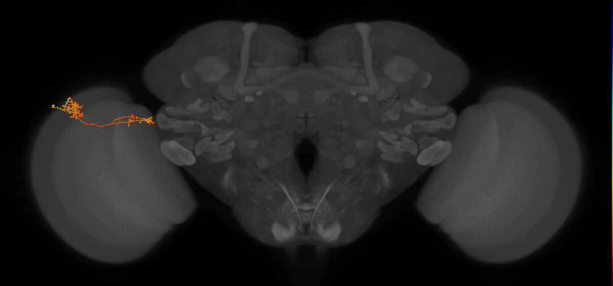 Tm37_L (MaleCNS:56202)