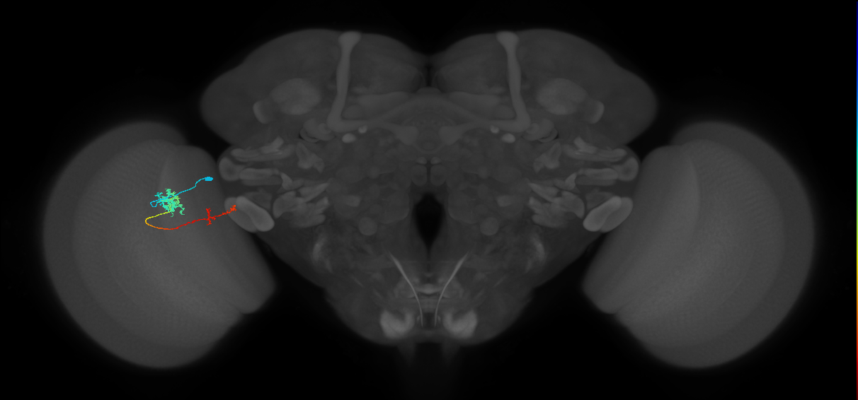 Tm37_L (MaleCNS:529394)
