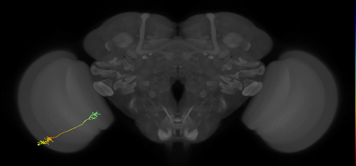 Tm37_L (MaleCNS:534632)