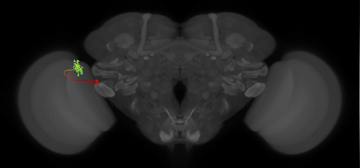 Tm37_L (MaleCNS:67370)