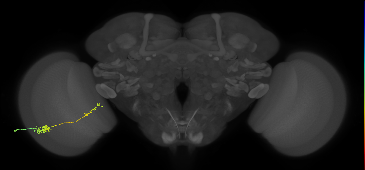 Tm37_L (MaleCNS:56879)