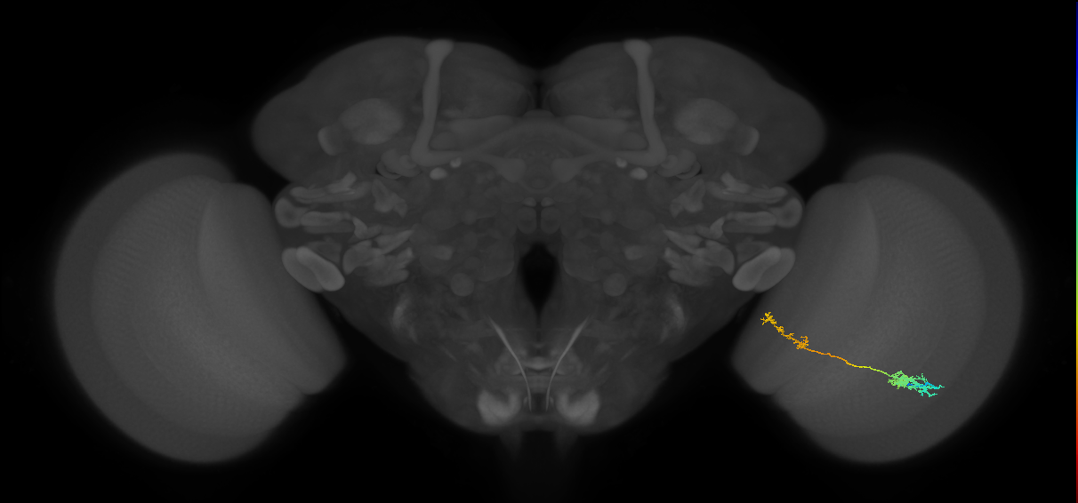 Tm37_R (MaleCNS:89565)