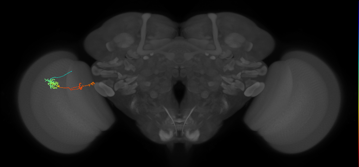 Tm37_L (MaleCNS:527515)