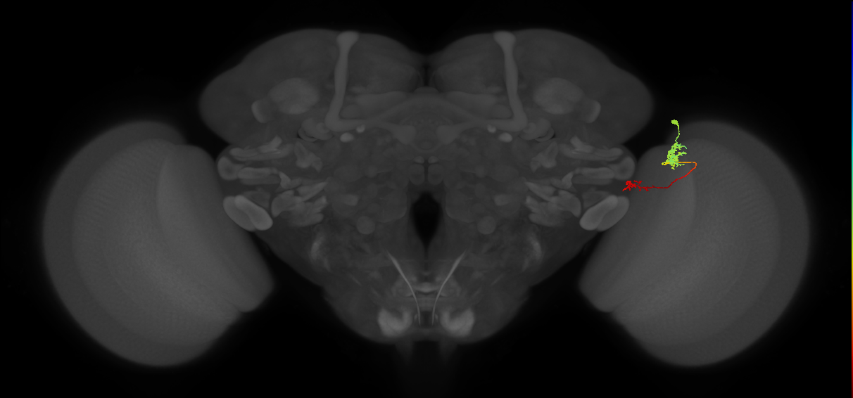 Tm37_R (MaleCNS:85514)