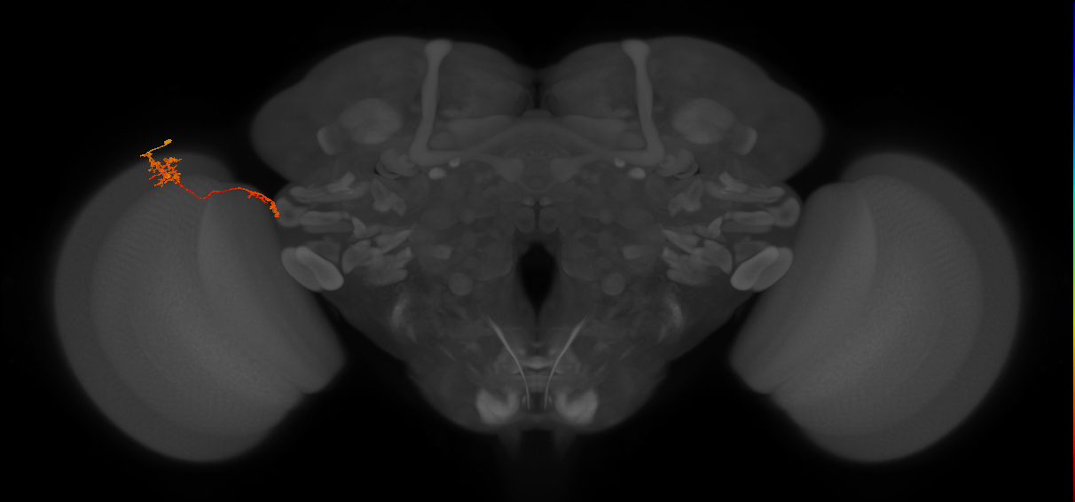 Tm37_L (MaleCNS:79969)