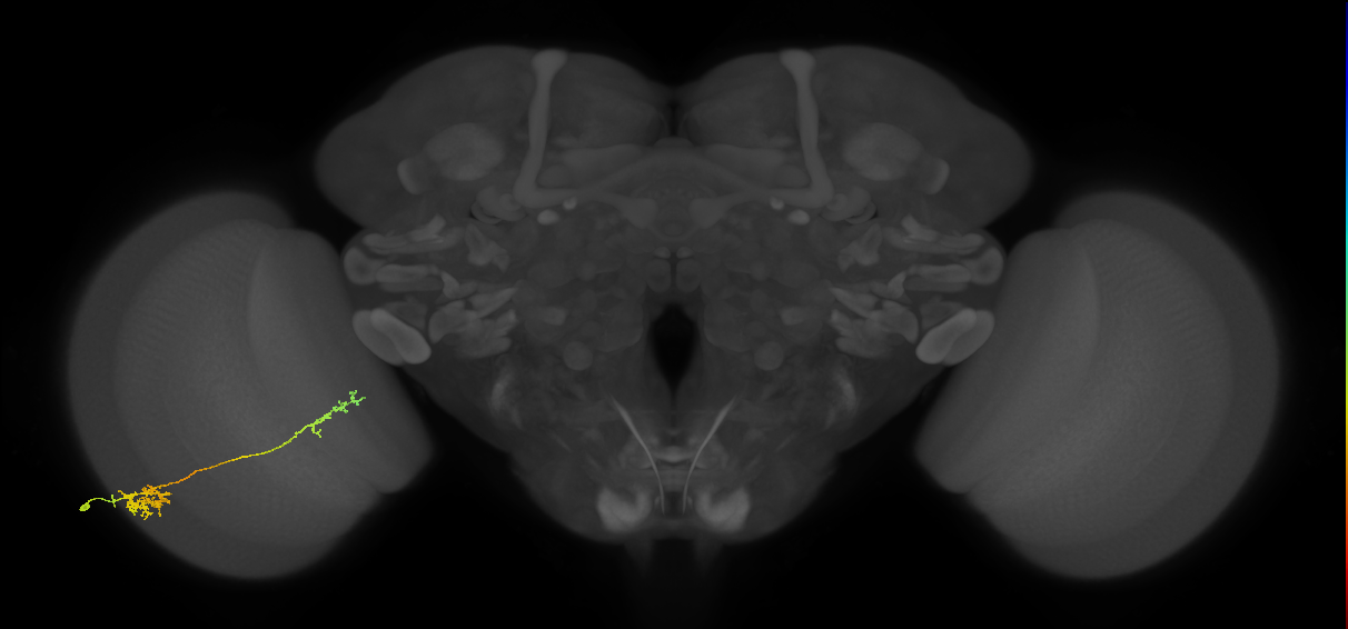 Tm37_L (MaleCNS:65527)