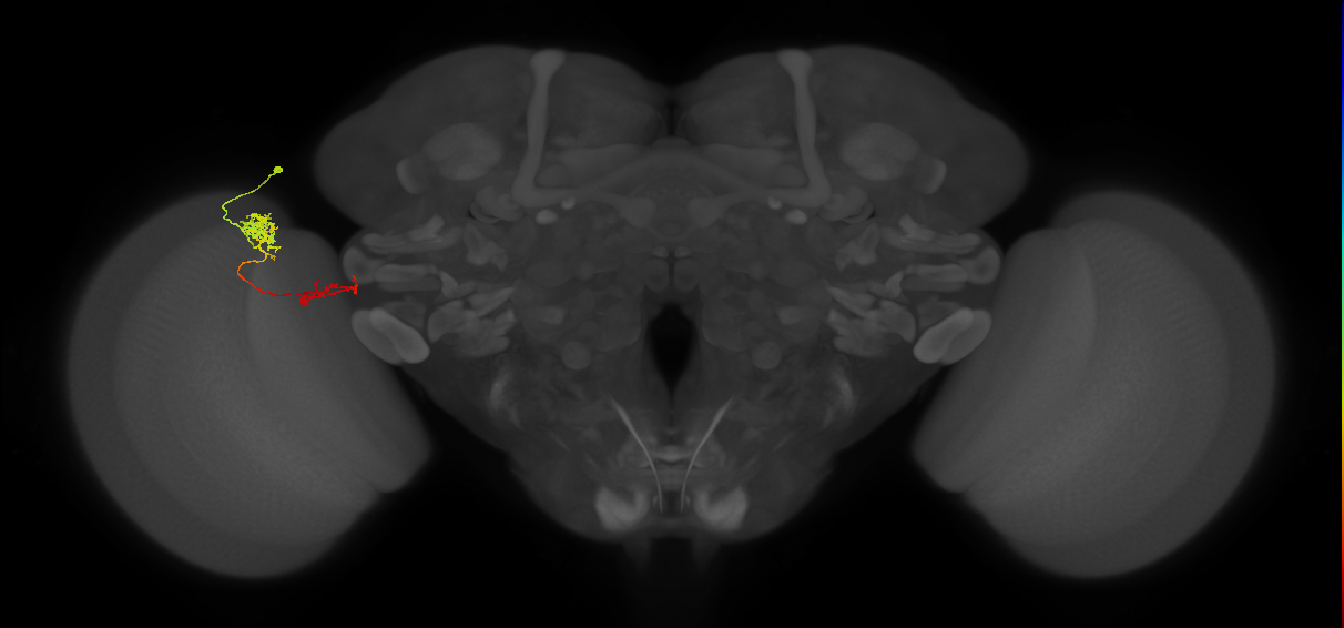 Tm37_L (MaleCNS:77005)