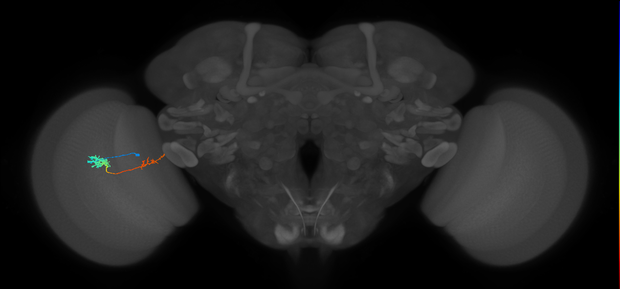 Tm37_L (MaleCNS:533868)