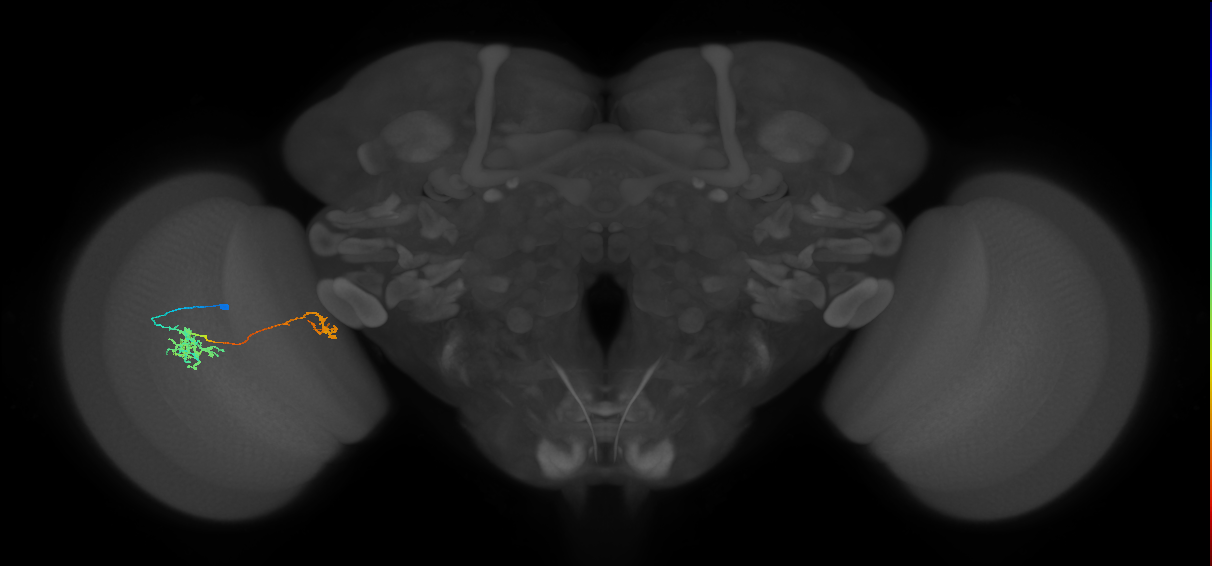 Tm38_L (MaleCNS:50377)
