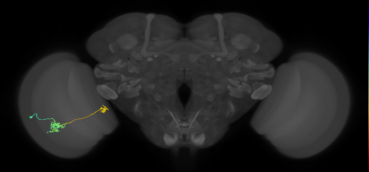 Tm38_L (MaleCNS:515684)