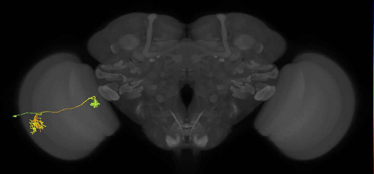 Tm38_L (MaleCNS:15963)