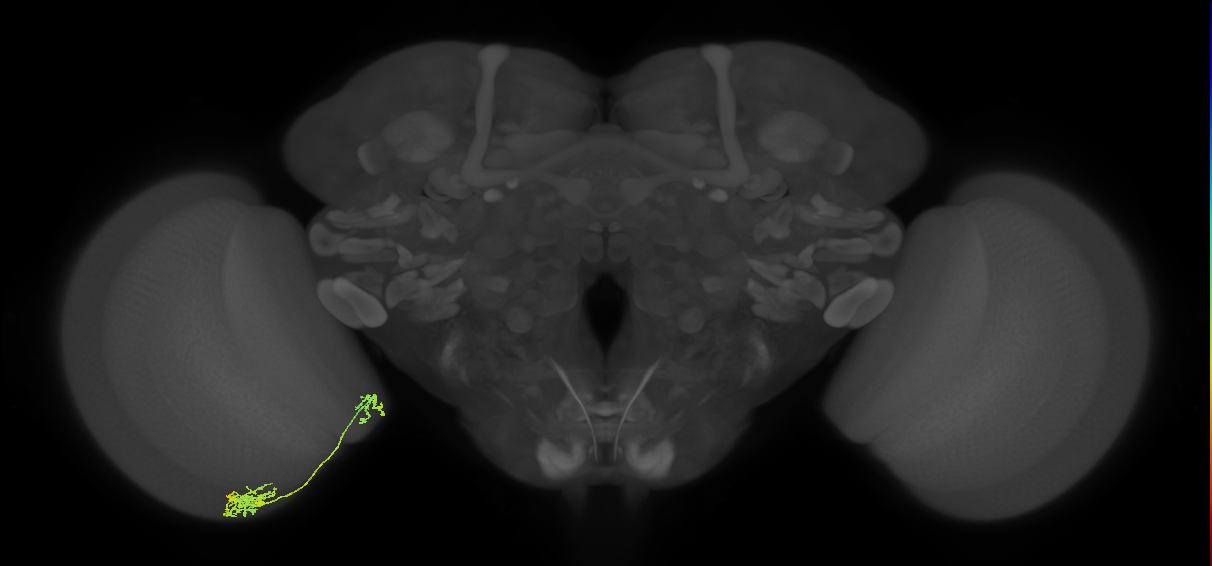 Tm38_L (MaleCNS:59718)