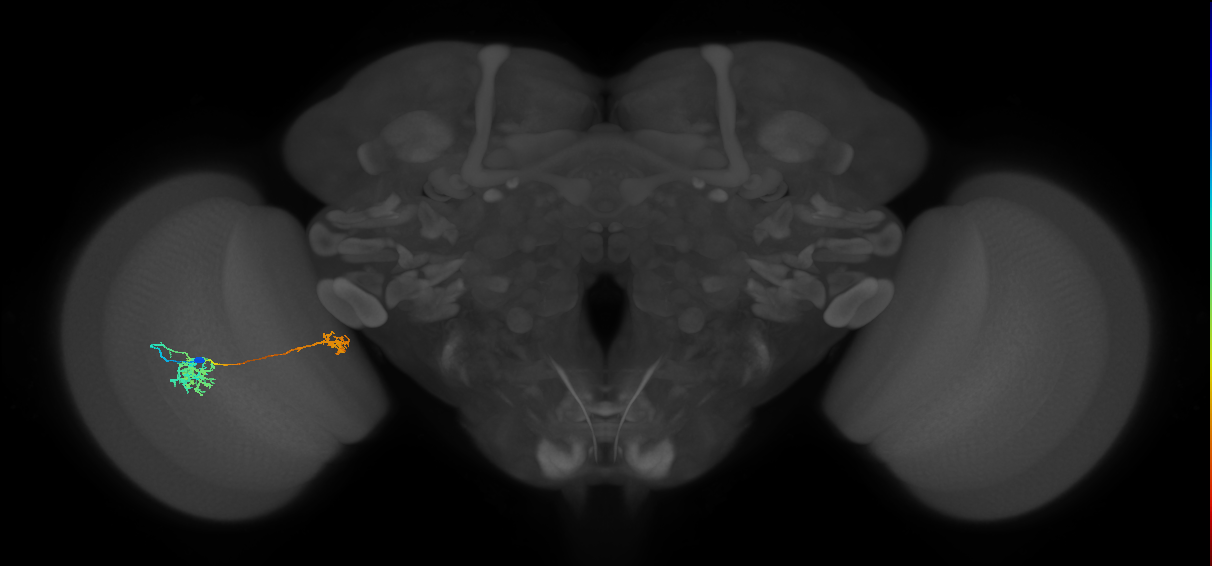 Tm38_L (MaleCNS:44678)