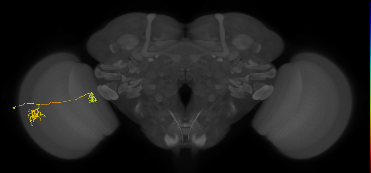Tm38_L (MaleCNS:32611)