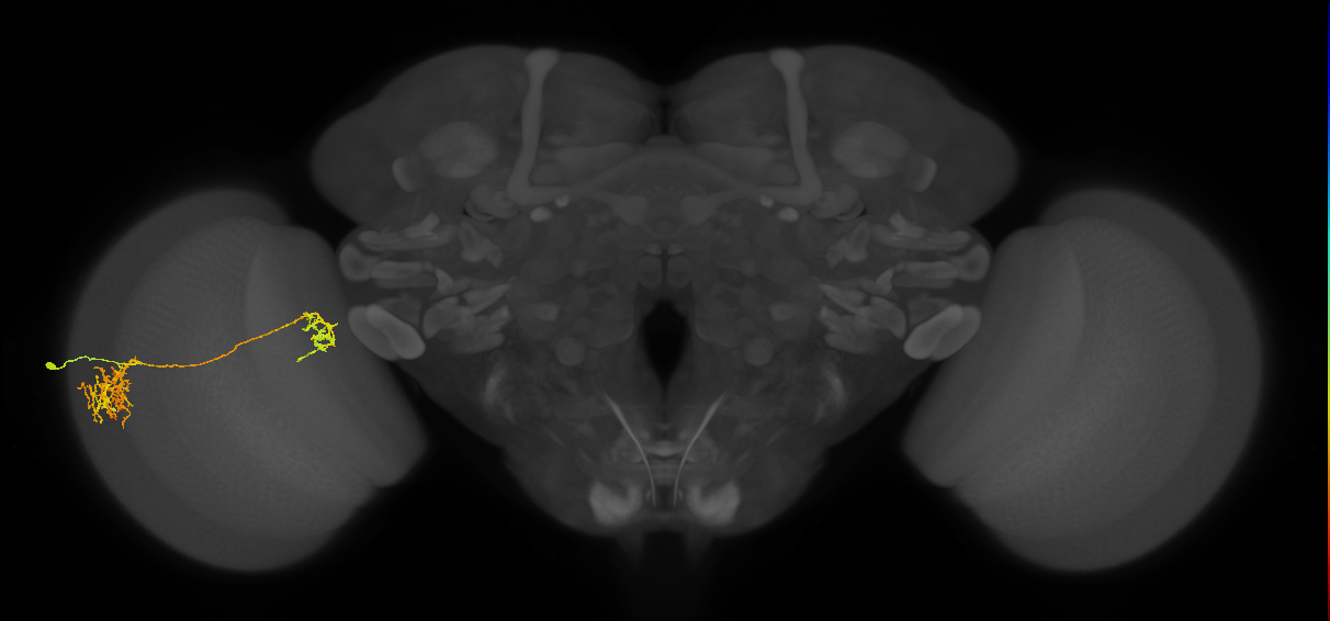 Tm38_L (MaleCNS:31813)