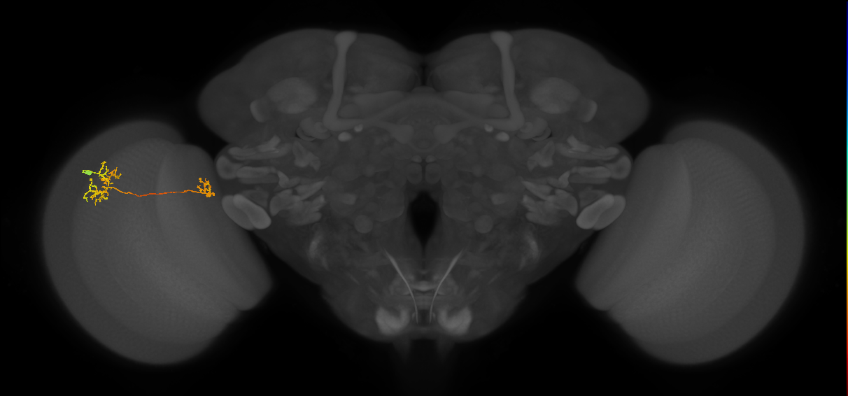Tm38_L (MaleCNS:524686)