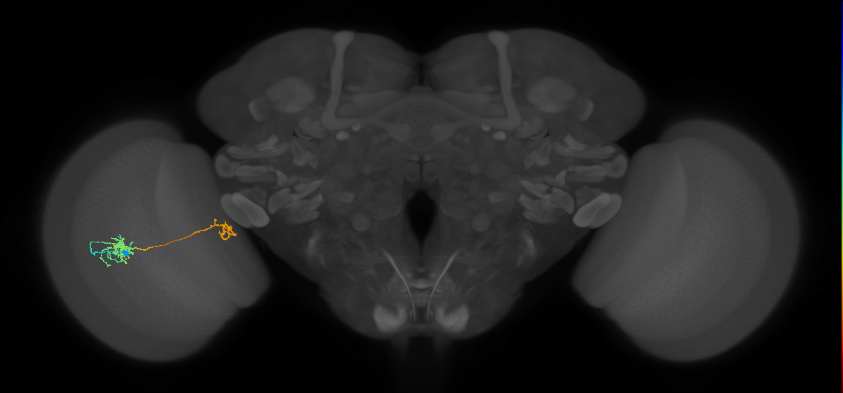 Tm38_L (MaleCNS:556779)
