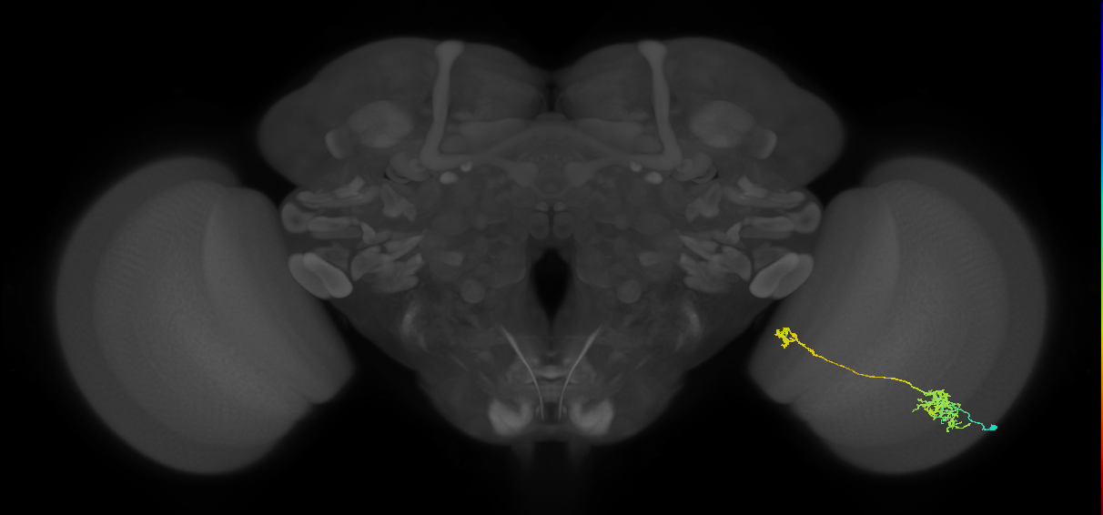 Tm38_R (MaleCNS:44581)