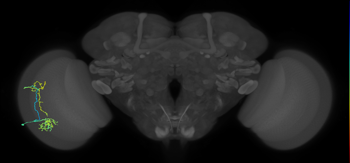 Tm38_L (MaleCNS:63128)