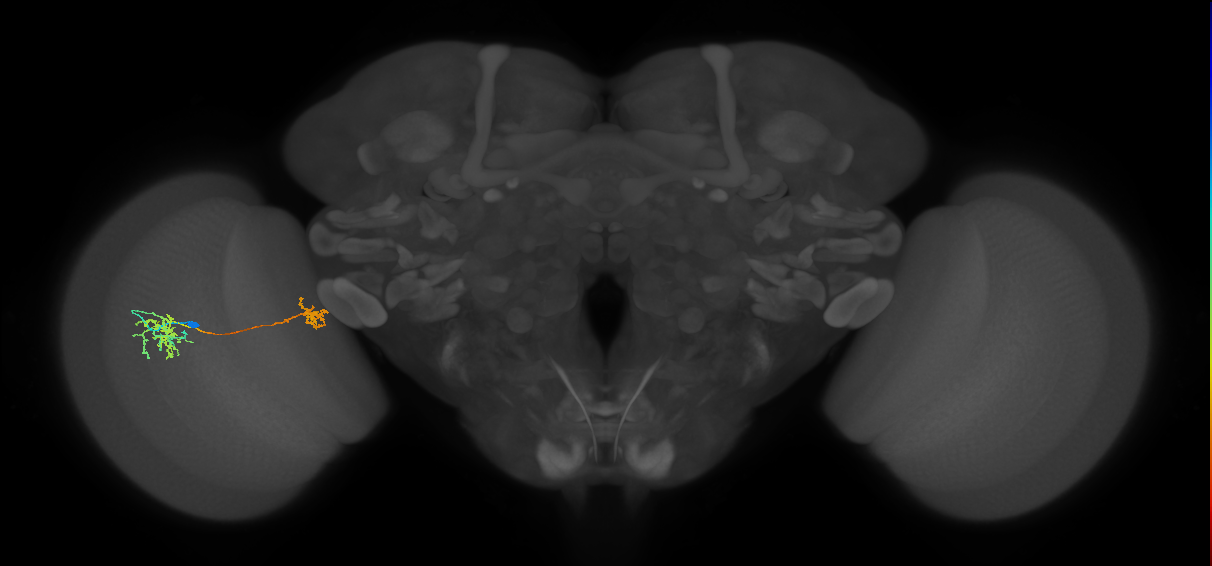 Tm38_L (MaleCNS:46804)