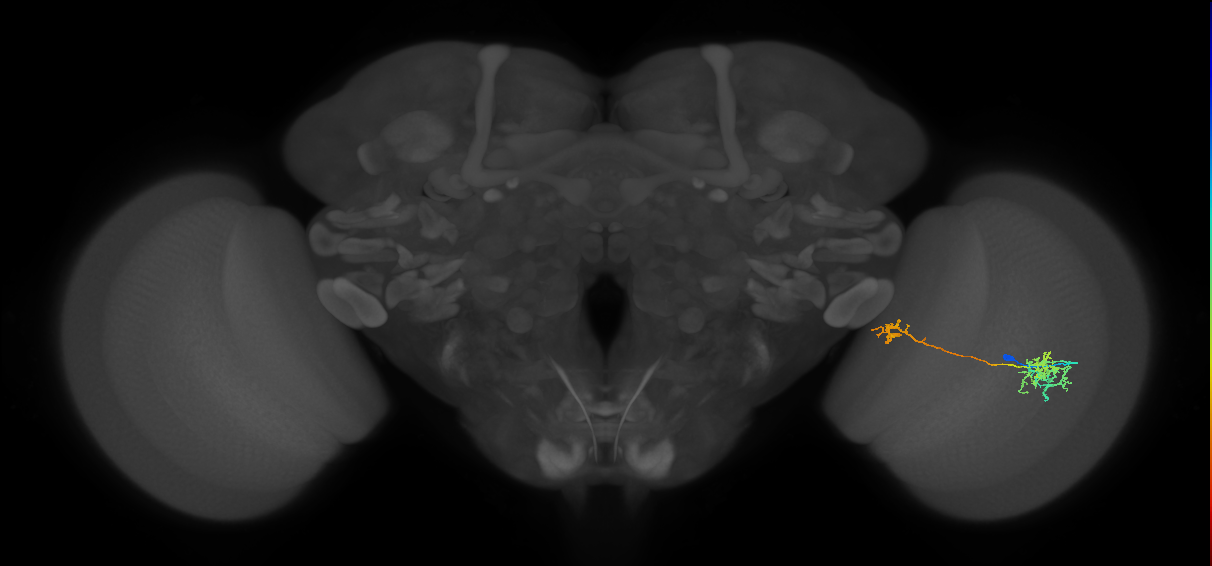 Tm38_R (MaleCNS:47012)