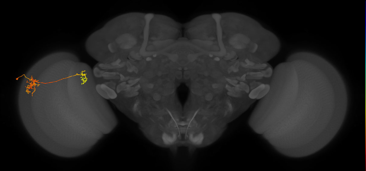 Tm38_L (MaleCNS:43214)