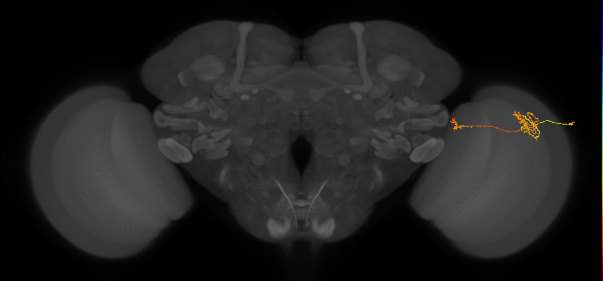 Tm38_R (MaleCNS:56805)