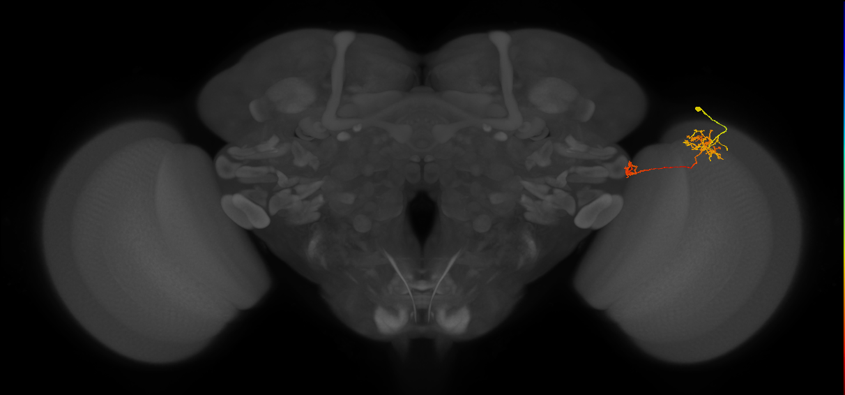 Tm38_R (MaleCNS:63567)