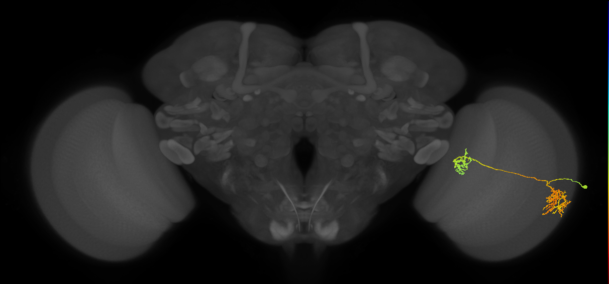 Tm38_R (MaleCNS:27651)