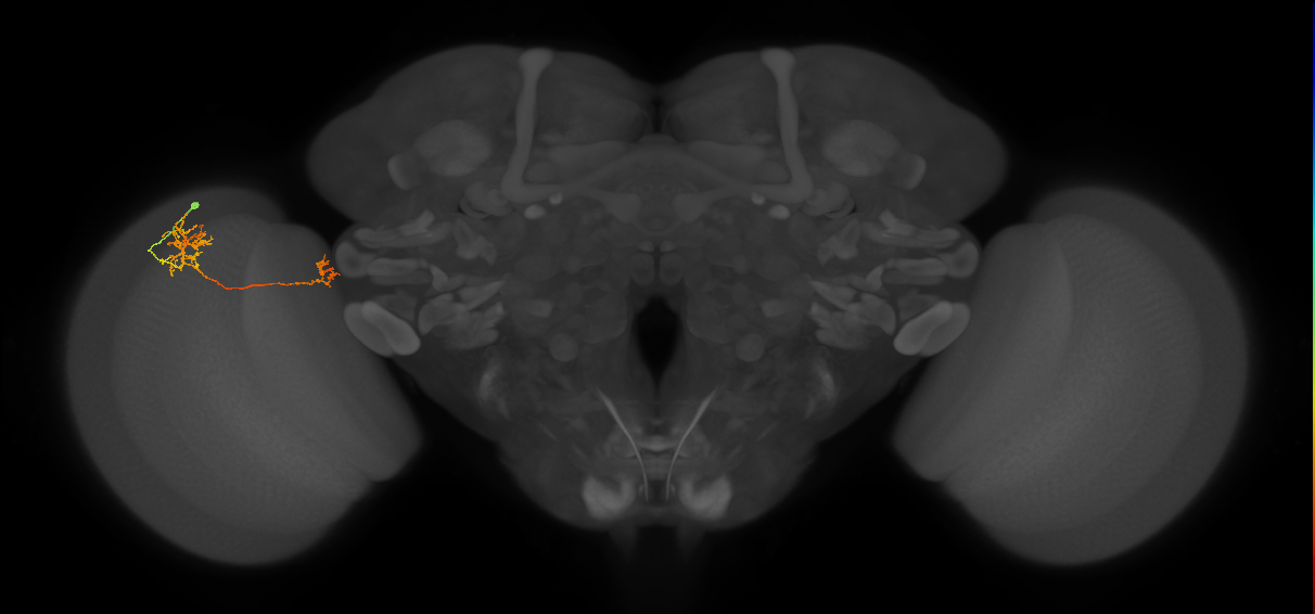 Tm38_L (MaleCNS:64077)