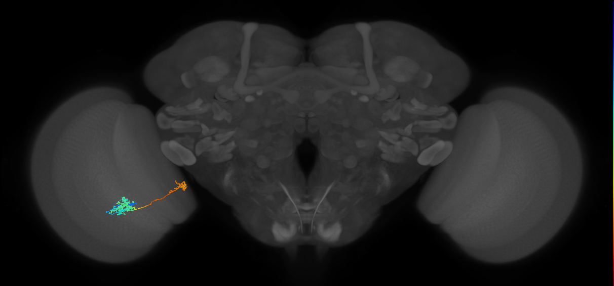 Tm38_L (MaleCNS:52653)