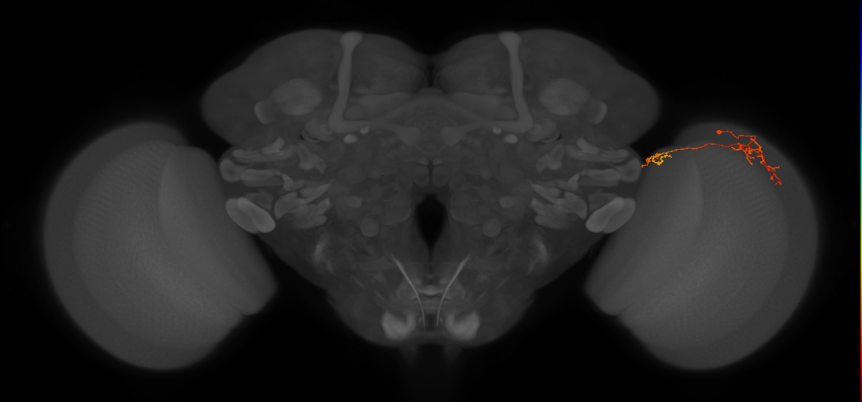 Tm38_R (MaleCNS:77627)