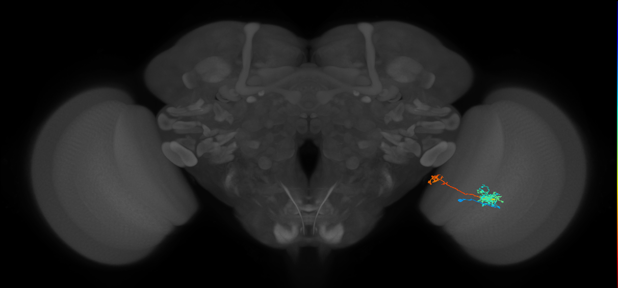 Tm38_R (MaleCNS:47137)